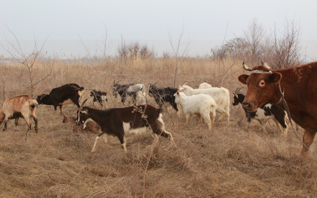 Goat Milk Formula vs Cow Milk Formula: What Every Parent Should Know