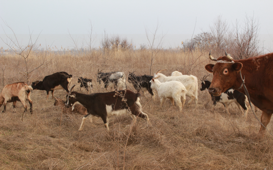Goat Milk Formula vs Cow Milk Formula: What Every Parent Should Know